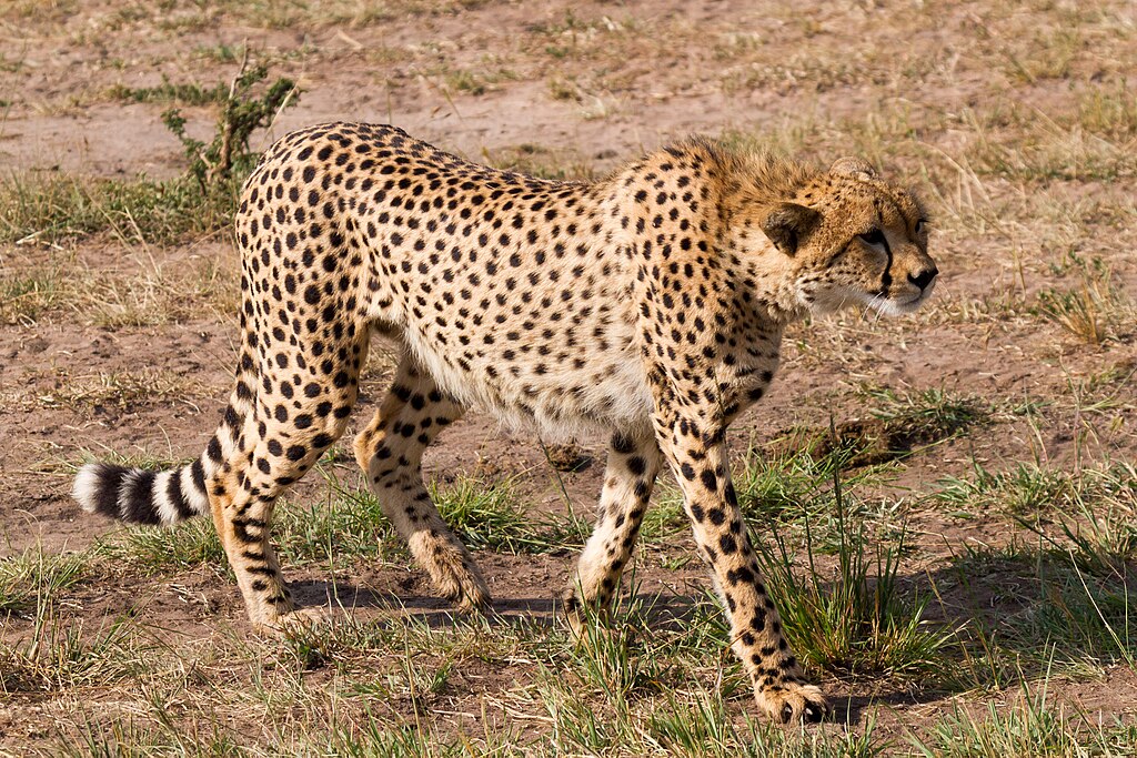 najbrža životinja na kopnu - gepard
