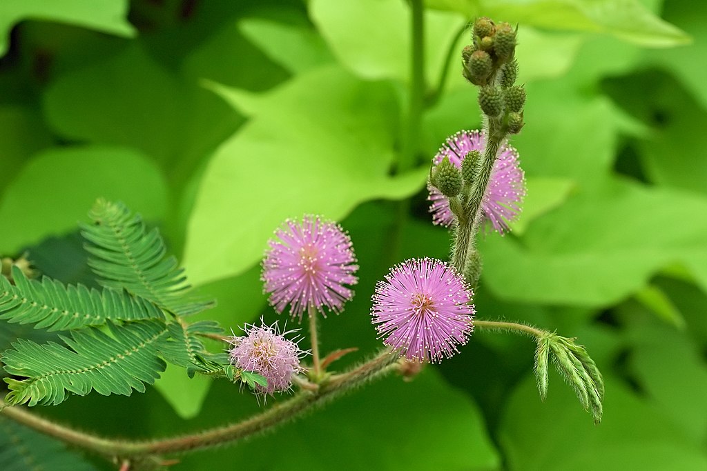 Stidljiva mimoza pamti bez mozga – Mimosa pudica