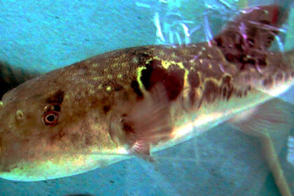Nevidljivi predatori: Kako deluju najotrovnije životinje na planeti - fugu riba