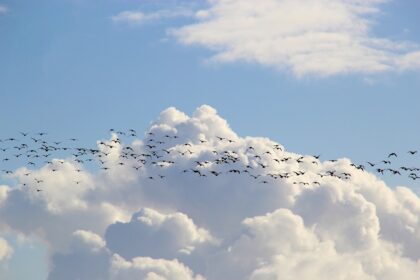 Migracije ptica i kako pronalaze put bez kompasa