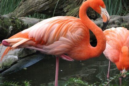 Zašto flamingosi stoje na jednoj nozi?