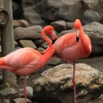 Flamingosi nisu rozi po rođenju: Tajna boje ovih ptica