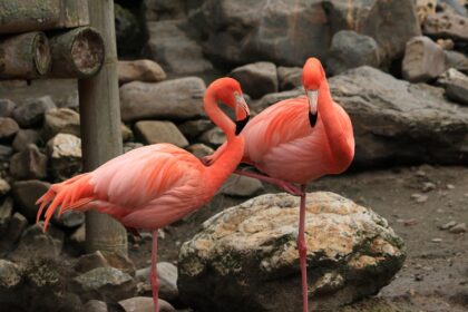 Flamingosi nisu rozi po rođenju: Tajna boje ovih ptica