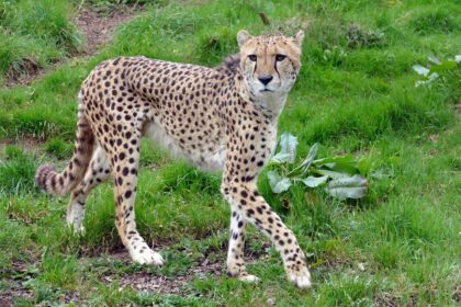 Gepard: Zagonetka brzine u svetu životinja