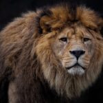 Najveći predatori na kopnu: 10 vladara surovog sveta prirode