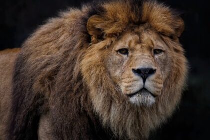 Najveći predatori na kopnu: 10 vladara surovog sveta prirode