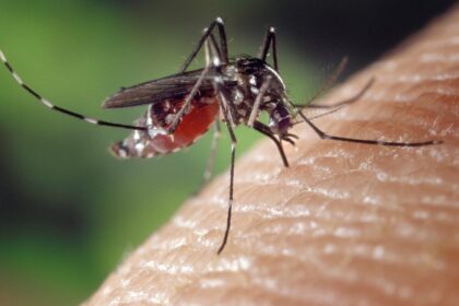 Komarci: dosadne napasti ili bitan deo prirode?