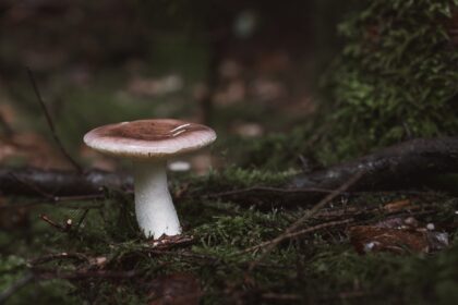 Gljive nisu biljke: naučno objašnjenje i zašto