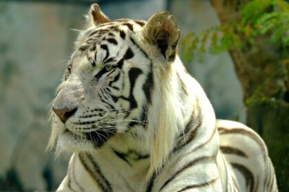 Sibirski tigar: Usamljeni lovac i moćni vladar tajgi