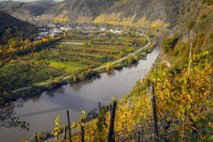 Biljke i komunikacija: Tajni jezik korenja, mirisa i impulsa