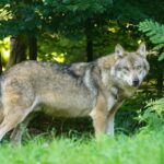 Sivi vuk: Organizovani vođa koji vodi čopor do opstanka
