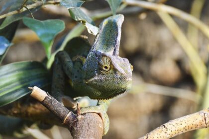 Kameleon: Nauka otkriva pravu tajnu promene boje