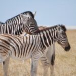 Zašto su zebre prugaste i čemu služe njihove šare?