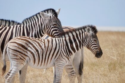 Zašto su zebre prugaste i čemu služe njihove šare?