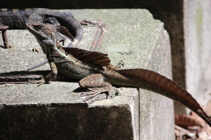 Životinjske adaptacije: Evolucioni trikovi koji pomeraju granice