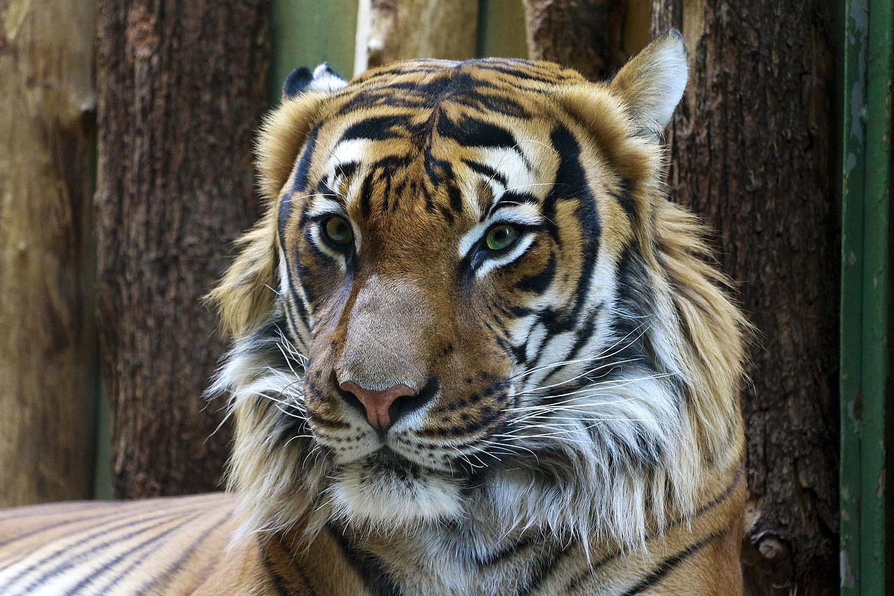 Tigar: Poređenje najvećih podvrsta od Balija do Sibira