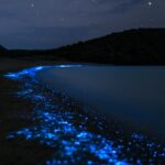 Bioluminiscentne plaže: Kada more svetli u nijansama plave