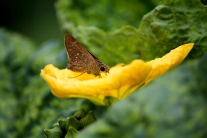 Prirodna selekcija: Mehanizam evolucije koji oblikuje život