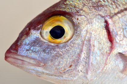 Ribe: Kako spavaju bez kapaka i u pokretu