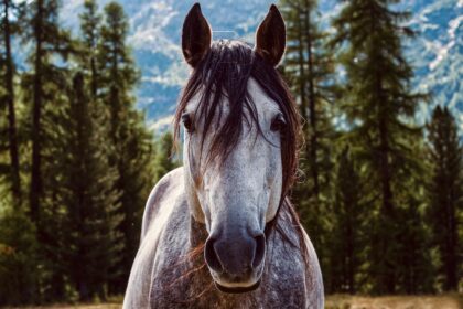 Konj, magarac i zebra: Razlike u građi, ponašanju i genetici