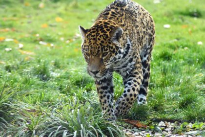 Velike mačke: Najveći i najopasniji predatori među felinama
