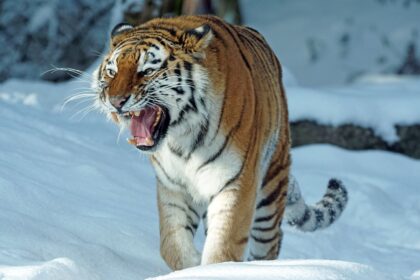 Najveći tigar na svetu: Da li je zaista imao 390 kg?