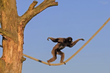 Zoo hipoteza: Zašto nas možda posmatraju, ali ne kontaktiraju?