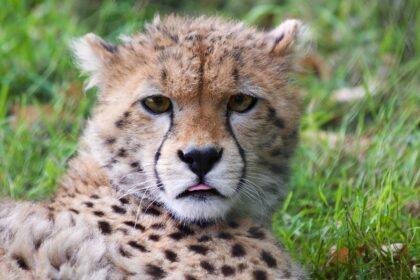 Gepard: Najbrža životinja i krhki kralj sprinta