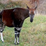 Kriptozoologija: Stvorenja između mita i nauke