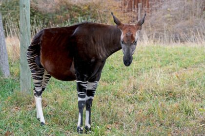 Kriptozoologija: Stvorenja između mita i nauke