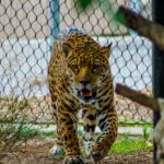 Divlje mačke: Od tigra do jaguara u porodici Felidae
