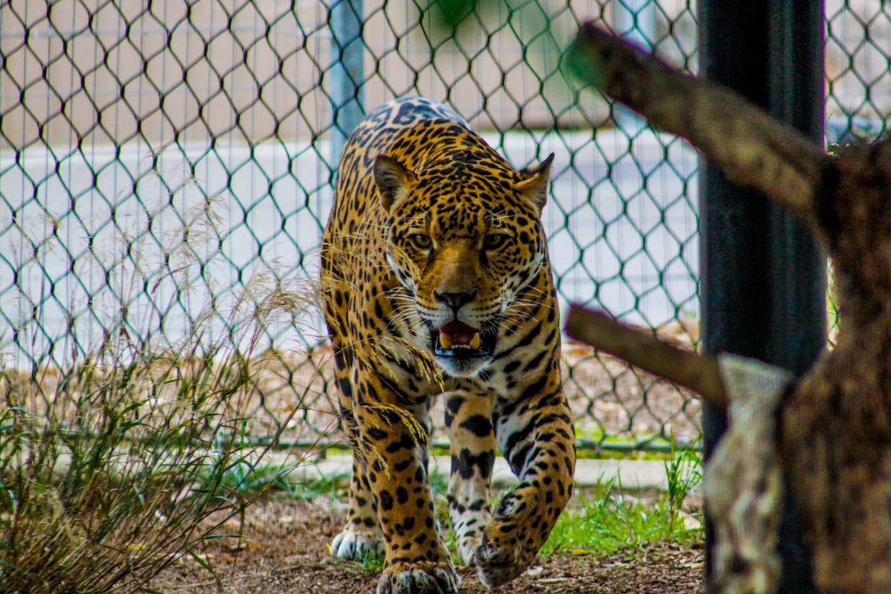Divlje mačke: Od tigra do jaguara u porodici Felidae