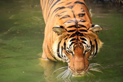 Lav i tigar: razlike, sličnosti i veličina
