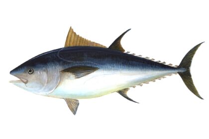 Tuna: Brz plivač i važan komercijalni predator