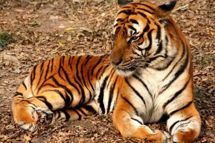 Južnokineski tigar: Najugroženija podvrsta velikih mačaka