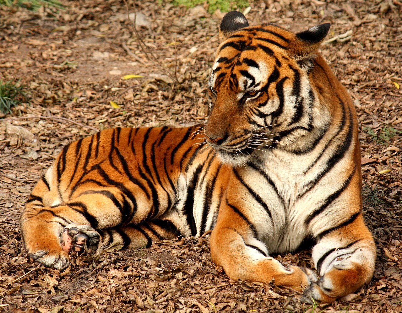 Južnokineski tigar: Najugroženija podvrsta velikih mačaka
