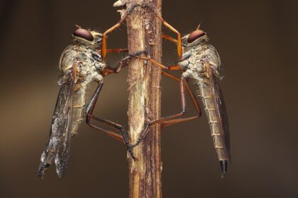 Najbrži insekti na svetu: Rekordi u letu i trčanju