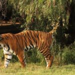 Južnokineski tigar: Najugroženija podvrsta tigra na svetu