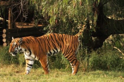 Južnokineski tigar: Najugroženija podvrsta tigra na svetu