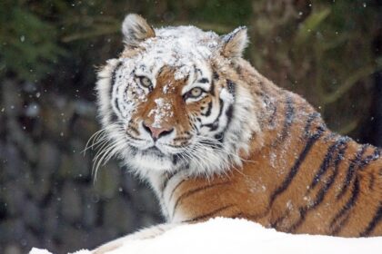 Sibirski tigar: Najveća mačka i predator severne Azije