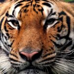 Bengalski tigar: Lična karta najbrojnije podvrste tigra