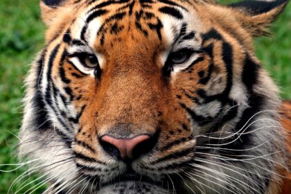 Bengalski tigar: Lična karta najbrojnije podvrste tigra