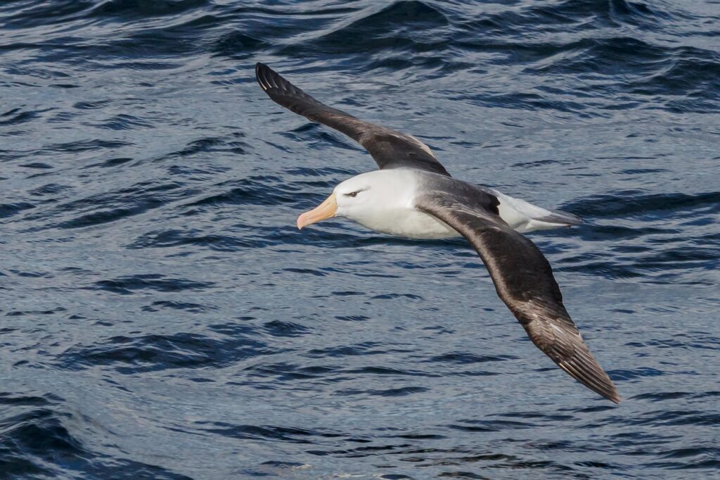 albatros