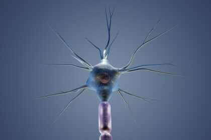 Neuronske mreže: mozak veštačke inteligencije i budućnost učenja