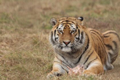 Bengalski tigar: Životni ciklus i ponašanje najveće mačke