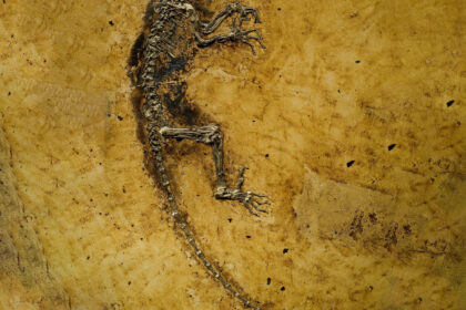 Eocen: Džungle, zveri i toplija Zemlja