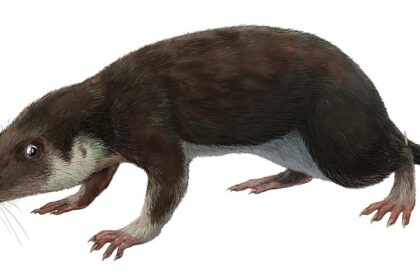 Prvi sisari: Kako su preživeli eru dinosaurusa?
