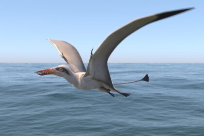 Pterosaurusi: Leteći gmizavci mezozoika i razlika od ptica