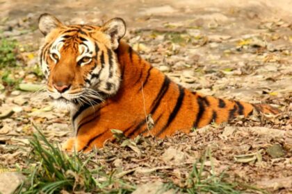 Južnokineski tigar: Zašto ga zovu „predak tigrova“