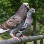 Darvin i golubovi: Kako su ptice otkrile evoluciju